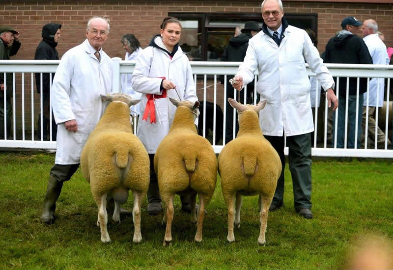 Interbreed Group Interbreed Group